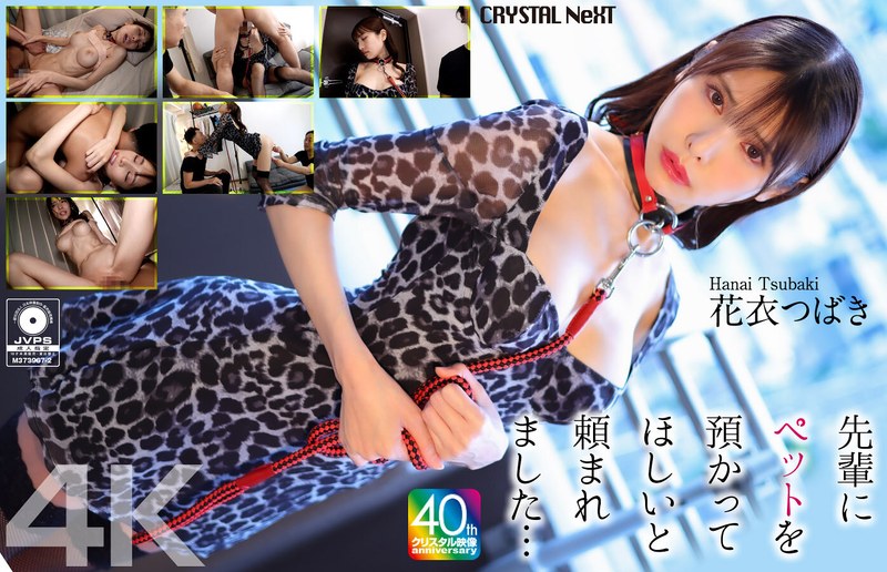 【独占配信】【4K】先輩にペットを預かってほしいと頼まれました… 花衣つばき（crnx00254）レビュー【指マン／クリスタル映像】